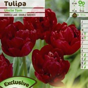 Tulip Double, Late flowering 'Uncle Tom'